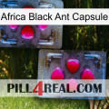 Africa Black Ant Capsule 15